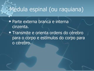 Medula espinal (ou raquiana)  Parte externa branca e interna cinzenta. Transmite e orienta ordens do cérebro para o corpo e estímulos do corpo para o cérebro.  