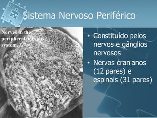 Sistema Nervoso Periférico Constituído pelos nervos e gânglios nervosos Nervos cranianos (12 pares) e espinais (31 pares) Nerves in the peripheral nervous system. 