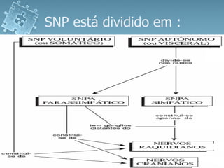 SNP está dividido em : 