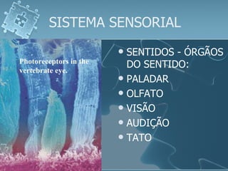 SISTEMA SENSORIAL SENTIDOS - ÓRGÃOS DO SENTIDO: PALADAR OLFATO VISÃO AUDIÇÃO TATO Photoreceptors in the vertebrate eye. 