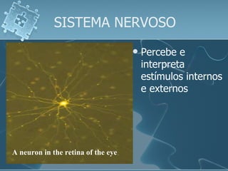 SISTEMA NERVOSO Percebe e interpreta estímulos internos e externos  A neuron in the retina of the eye 