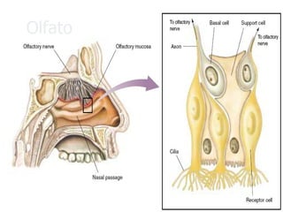 Olfato  