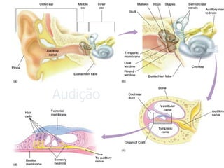 Audição  