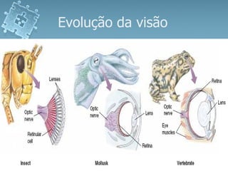 Evolução da visão  