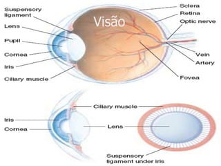 Visão  