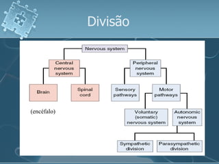 Divisão  (encéfalo) 