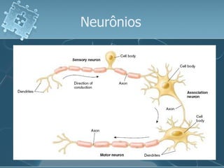 Neurônios  