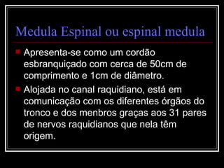 Medula Espinal ou espinal medula Apresenta-se como um cordão esbranquiçado com cerca de 50cm de comprimento e 1cm de diâmetro. Alojada no canal raquidiano, está em comunicação com os diferentes órgãos do tronco e dos menbros graças aos 31 pares de nervos raquidianos que nela têm origem. 