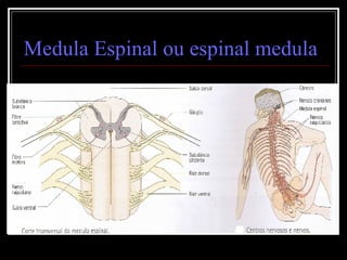 Medula Espinal ou espinal medula 