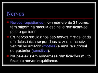 Nervos Nervos raquidianos  – em número de 31 pares, têm origem na medula espinal e ramificam-se pelo organismo. Os nervos raquidianos são nervos mistos, cada um deles inicia-se por duas raízes, uma raiz ventral ou anterior ( motora ) e uma raiz dorsal ou posterior ( sensitiva ). Na pele existem numerosas ramificações muito finas de nervos raquidianos. 