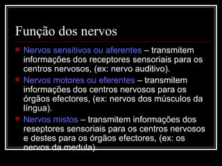 Função dos nervos Nervos sensitivos ou aferentes  – transmitem informações dos receptores sensoriais para os centros nervosos, (ex: nervo auditivo). Nervos motores ou eferentes  – transmitem informações dos centros nervosos para os órgãos efectores, (ex: nervos dos músculos da língua). Nervos mistos  – transmitem informações dos reseptores sensoriais para os centros nervosos e destes para os órgãos efectores, (ex: os nervos da medula). 