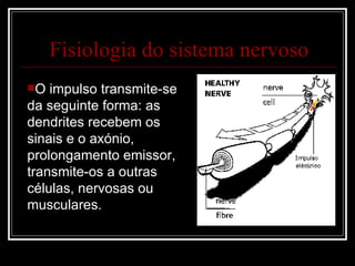 Fisiologia do sistema nervoso O impulso transmite-se da seguinte forma: as dendrites recebem os sinais e o axónio, prolongamento emissor, transmite-os a outras células, nervosas ou musculares. 