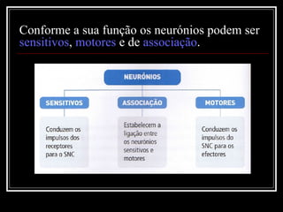 Conforme a sua função os neurónios podem ser  sensitivos ,  motores  e de  associação . 
