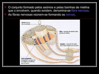 O conjunto formado pelos axónios e pelas baínhas de mielina que o envolvem, quando existem, denomina-se  fibra nervosa . As fibras nervosas reúnem-se formando os  nervos . 