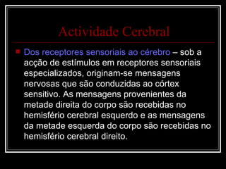 Dos receptores sensoriais ao cérebro  – sob a acção de estímulos em receptores sensoriais especializados, originam-se mensagens nervosas que são conduzidas ao córtex sensitivo. As mensagens provenientes da metade direita do corpo são recebidas no hemisfério cerebral esquerdo e as mensagens da metade esquerda do corpo são recebidas no hemisfério cerebral direito. Actividade Cerebral 