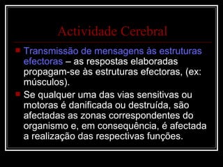 Transmissão de mensagens às estruturas efectoras  – as respostas elaboradas propagam-se às estruturas efectoras, (ex: músculos). Se qualquer uma das vias sensitivas ou motoras é danificada ou destruída, são afectadas as zonas correspondentes do organismo e, em consequência, é afectada a realização das respectivas funções. Actividade Cerebral 
