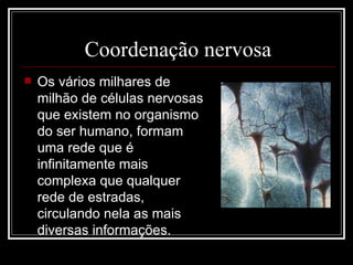 Coordenação nervosa Os vários milhares de milhão de células nervosas que existem no organismo do ser humano, formam uma rede que é infinitamente mais complexa que qualquer rede de estradas, circulando nela as mais diversas informações. 