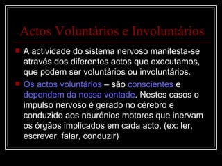 Actos Voluntários e Involuntários A actividade do sistema nervoso manifesta-se através dos diferentes actos que executamos, que podem ser voluntários ou involuntários. Os actos voluntários  – são  conscientes  e  dependem da nossa vontade . Nestes casos o impulso nervoso é gerado no cérebro e conduzido aos neurónios motores que inervam os órgãos implicados em cada acto, (ex: ler, escrever, falar, conduzir) 