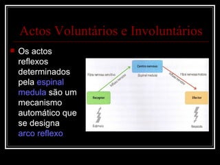 Os actos reflexos determinados pela  espinal medula  são um mecanismo automático que se designa  arco reflexo Actos Voluntários e Involuntários 