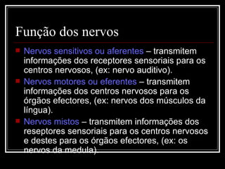 Função dos nervos <ul><li>Nervos sensitivos ou aferentes  – transmitem informações dos receptores sensoriais para os centr...