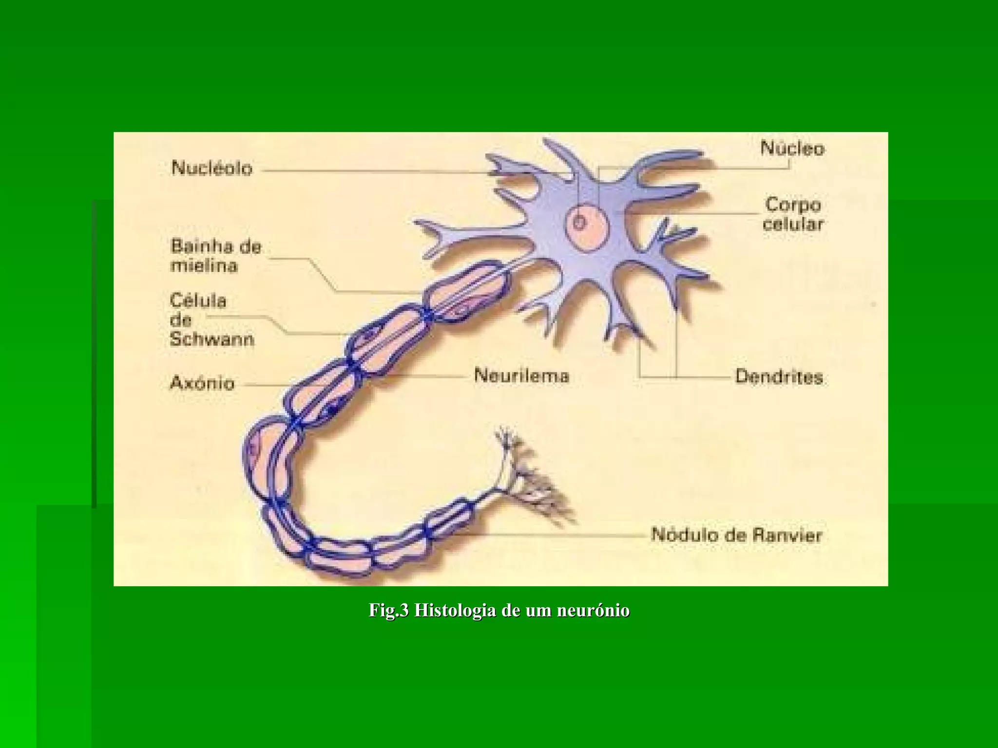 Fig.3 Histologia de um neurónio 