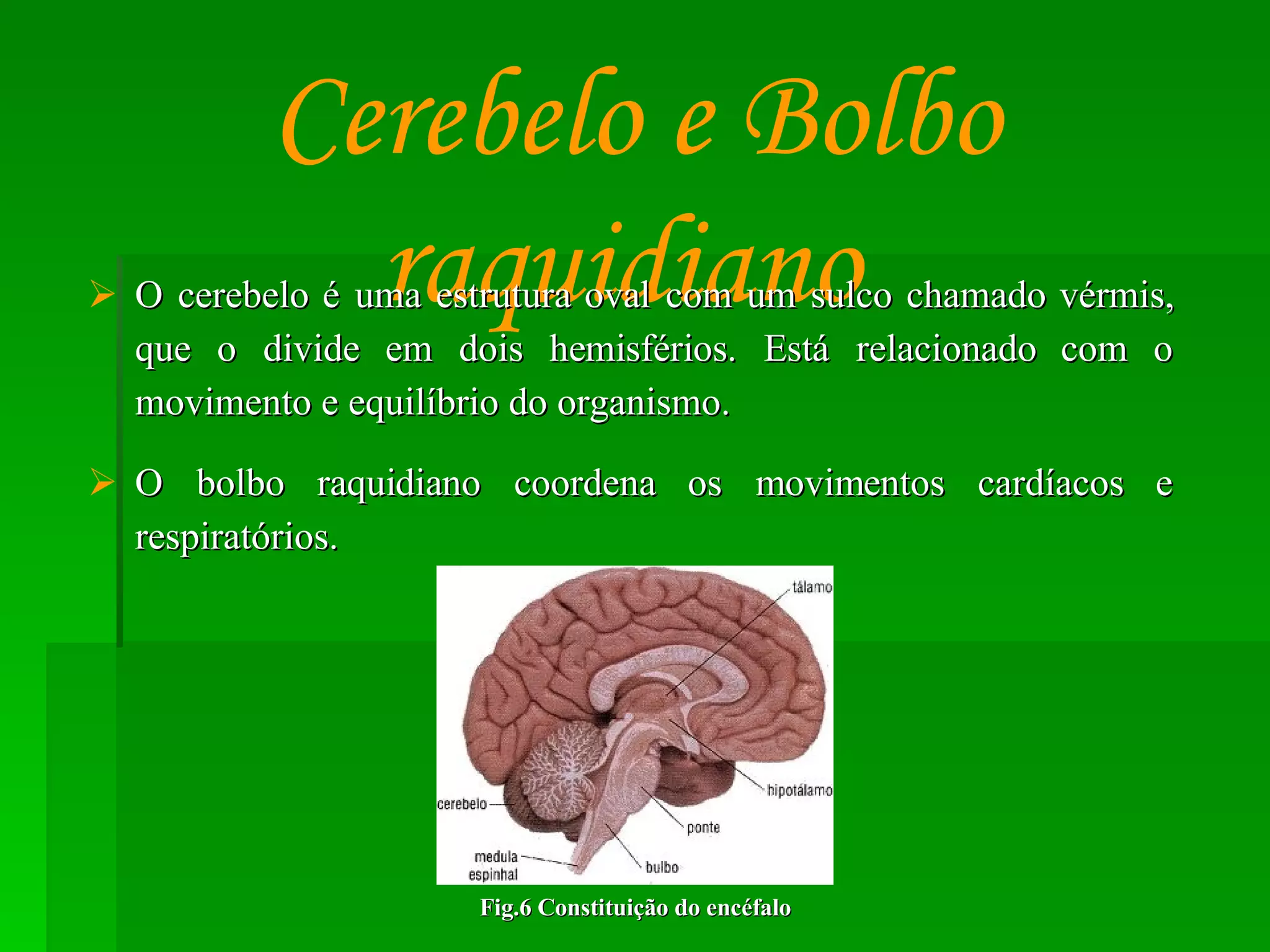 O cerebelo é uma estrutura oval com um sulco chamado vérmis, que o divide em dois hemisférios. Está relacionado com o movimento e equilíbrio do organismo.  O bolbo raquidiano coordena os movimentos cardíacos e respiratórios.  Cerebelo e Bolbo raquidiano   Fig.6 Constituição do encéfalo 