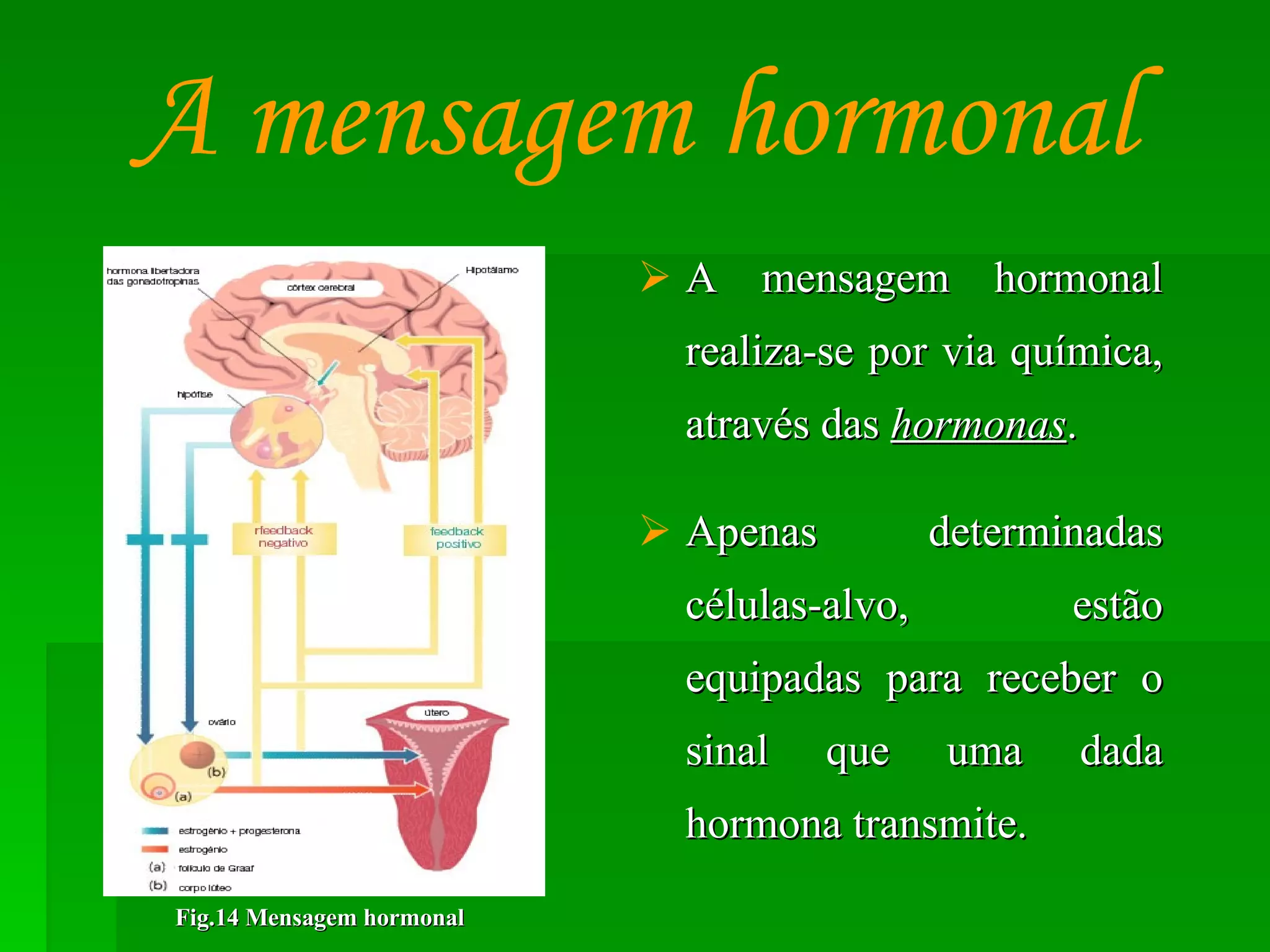 A mensagem hormonal realiza-se por via química, através das  hormonas . Apenas determinadas células-alvo, estão equipadas para receber o sinal que uma dada hormona transmite. A mensagem hormonal Fig.14 Mensagem hormonal 
