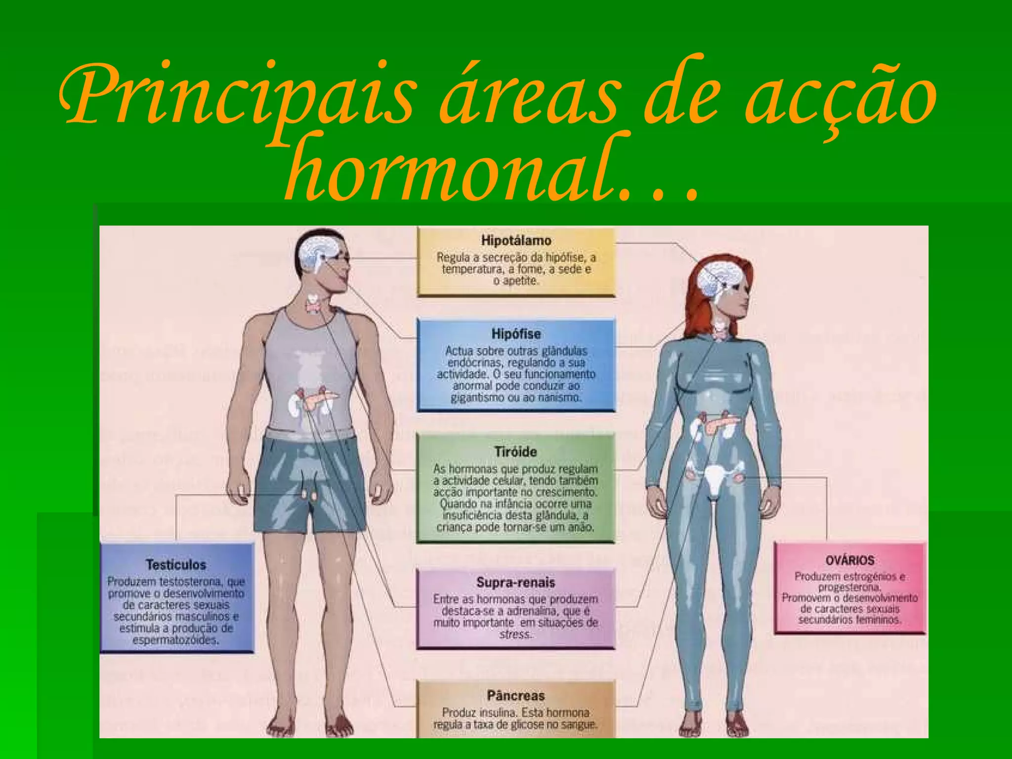 Principais áreas de acção hormonal… 