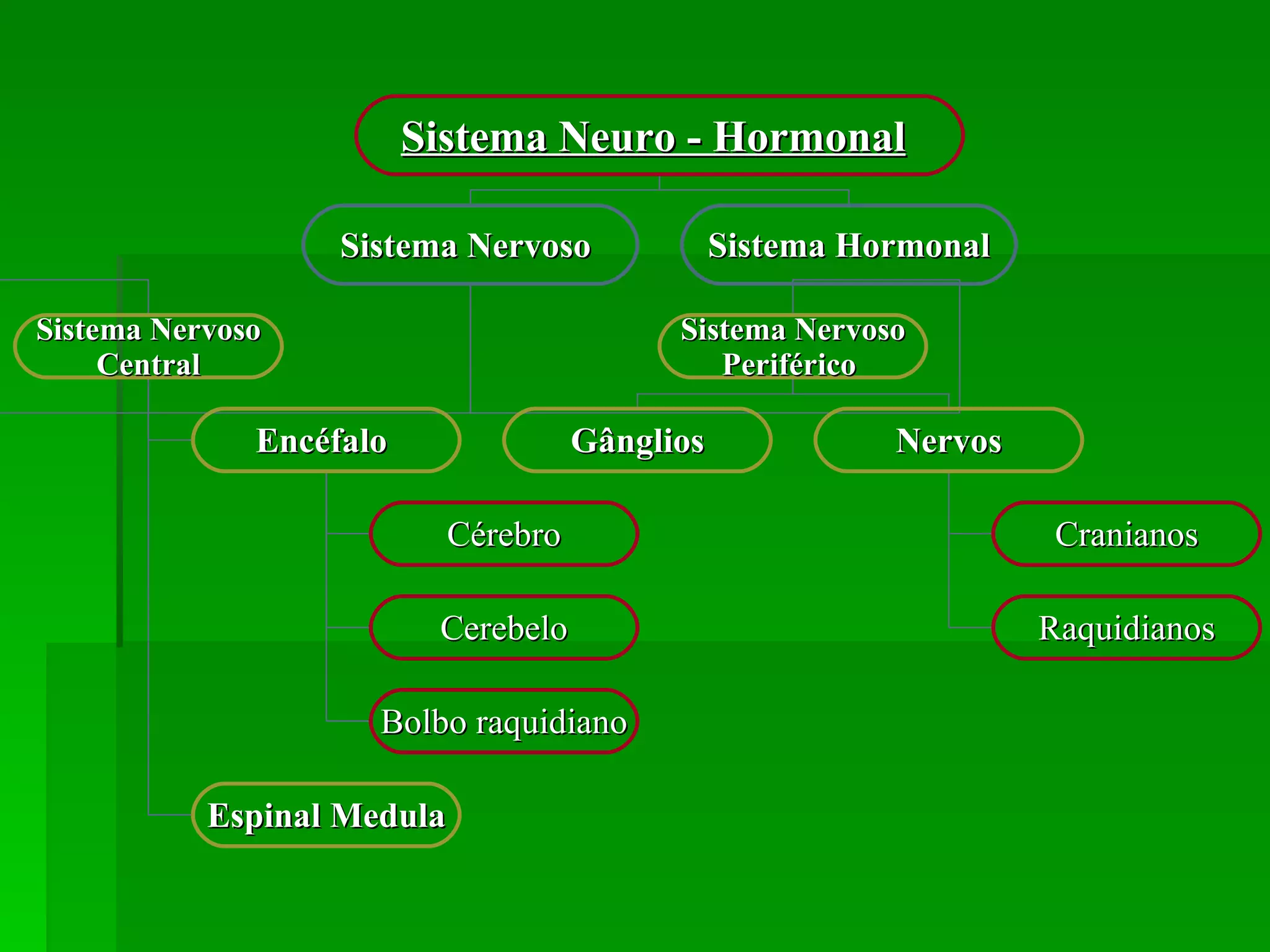 Sistema Neuro - Hormonal   Sistema Nervoso   Sistema Hormonal Sistema Nervoso Central Sistema Nervoso Periférico   Encéfalo   Espinal Medula Cérebro Cerebelo Bolbo raquidiano Gânglios Nervos Cranianos Raquidianos 
