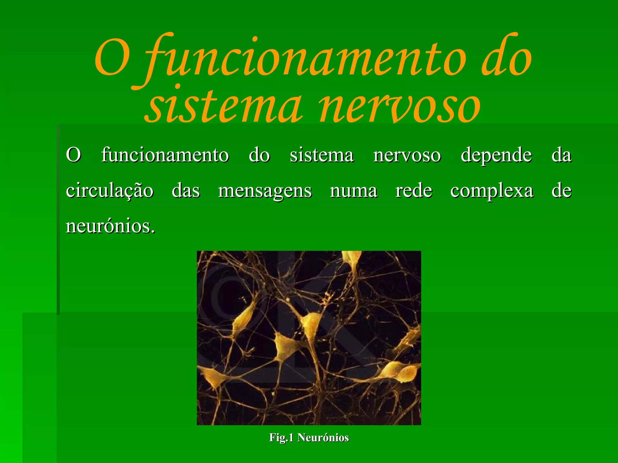 O funcionamento do sistema nervoso depende da circulação das mensagens numa rede complexa de neurónios. O funcionamento do sistema nervoso Fig.1 Neurónios 