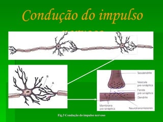 Condução do impulso nervoso Fig.3 Condução do impulso nervoso 