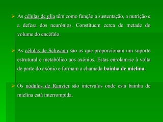 As  células de glia  têm como função a sustentação, a nutrição e a defesa dos neurónios. Constituem cerca de metade do volume do encéfalo. As  células de Schwann  são as que proporcionam um suporte estrutural e metabólico aos axónios. Estas enrolam-se à volta de parte do axónio e formam a chamada  bainha de mielina. Os  nódulos de Ranvier  são intervalos onde esta bainha de mielina está interrompida.   