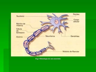 Fig.3 Histologia de um neurónio 