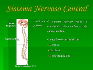 O sistema nervoso central é constituído pelo encéfalo e pela espinal medula.  O encéfalo é constituído por: Cérebro; Cerebelo; Bolbo Raquidiano. Sistema Nervoso Central Bolbo  Raquidiano Cérebro Cerebelo Fig.4 Constituição do S.N.C Espinal medula 