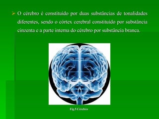 O cérebro é constituído por duas substâncias de tonalidades diferentes, sendo o córtex cerebral constituído por substância cinzenta e a parte interna do cérebro por substância branca. Fig.5 Cérebro 