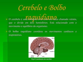 O cerebelo é uma estrutura oval com um sulco chamado vérmis, que o divide em dois hemisférios. Está relacionado com o movimento e equilíbrio do organismo.  O bolbo raquidiano coordena os movimentos cardíacos e respiratórios.  Cerebelo e Bolbo raquidiano   Fig.6 Constituição do encéfalo 