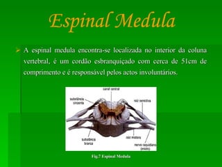 A espinal medula encontra-se localizada no interior da coluna vertebral, é um cordão esbranquiçado com cerca de 51cm de comprimento e é responsável pelos actos involuntários. Espinal Medula Fig.7 Espinal Medula 