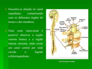Fig.8 Espinal medula Encontra-se alojada no canal raquidiano, comunicando com os diferentes órgãos do tronco e dos membros. Num corte transversal é possível observar a região externa branca e a região interna cinzenta, onde existe um canal central por onde circula o líquido cefalorraquidiano.  