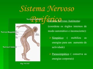 Sistema Nervoso Periférico   Sistema Nervoso Autónomo (coordena os órgãos internos de modo automático e inconsciente): Simpático  ( mobiliza as energias para um  aumento de actividade) Parassimpático  ( conserva as energias corporais) Nervos Raquidianos Nervos Ciáticos Fig. 9 S.N.P Nervos cranianos 
