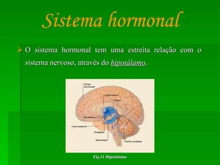 O sistema hormonal tem uma estreita relação com o sistema nervoso, através do  hipotálamo . Sistema hormonal Fig.11 Hipotálamo 