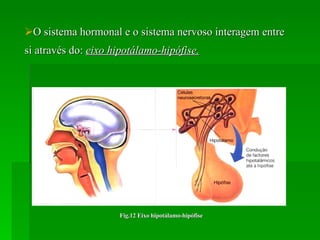 O sistema hormonal e o sistema nervoso interagem entre si através do:  eixo hipotálamo-hipófise. Fig.12 Eixo hipotálamo-hipófise 