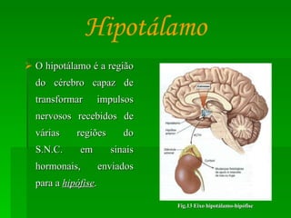 O hipotálamo é a região do cérebro capaz de transformar impulsos nervosos recebidos de várias regiões do S.N.C. em sinais hormonais, enviados para a  hipófise . Hipotálamo Fig.13 Eixo hipotálamo-hipófise 