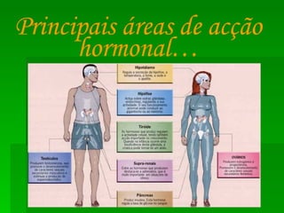 Principais áreas de acção hormonal… 