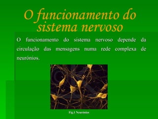 O funcionamento do sistema nervoso depende da circulação das mensagens numa rede complexa de neurónios. O funcionamento do sistema nervoso Fig.1 Neurónios 