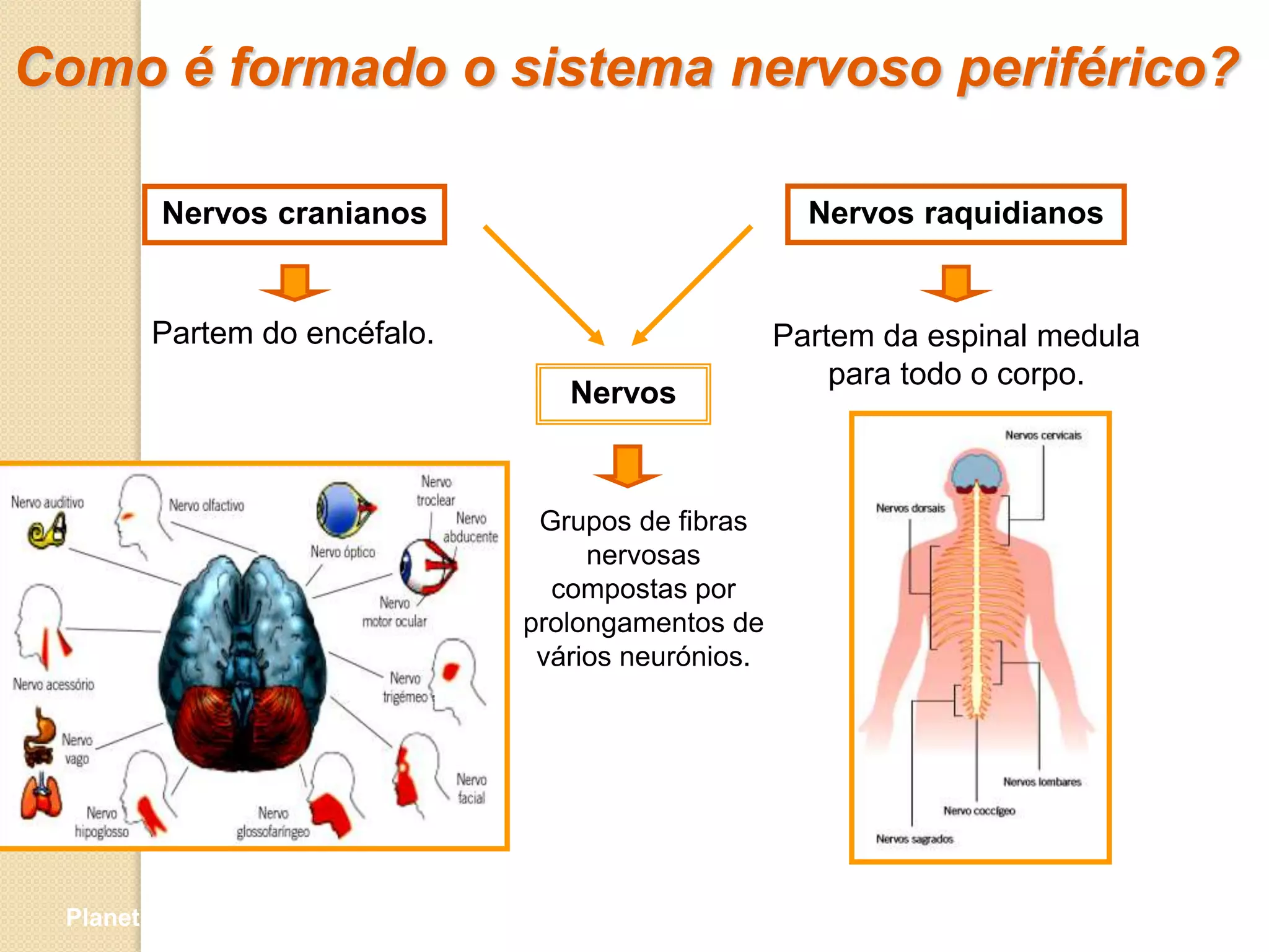 Como é formado o sistema nervoso periférico?

         Nervos cranianos                            Nervos raquidianos


        Partem do encéfalo.                        Partem da espinal medula
                                                       para todo o corpo.
                                 Nervos



                               Grupos de fibras
                                   nervosas
                                compostas por
                              prolongamentos de
                               vários neurónios.




 Planeta Terra — 9.º ano
 