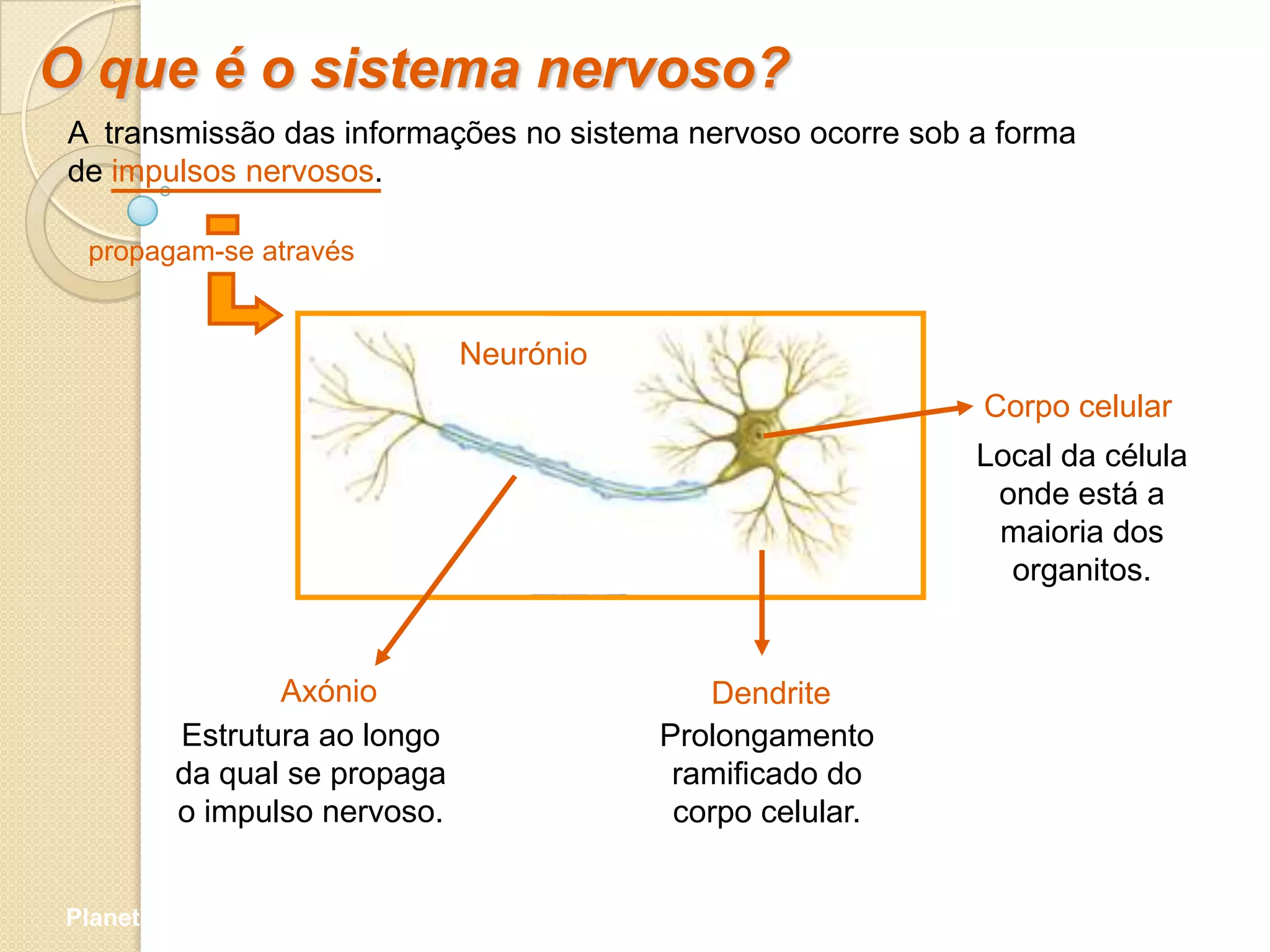 O que é o sistema nervoso?
 A transmissão das informações no sistema nervoso ocorre sob a forma
 de impulsos nervosos.

  propagam-se através


                              Neurónio
                                                             Corpo celular
                                                             Local da célula
                                                              onde está a
                                                              maioria dos
                                                               organitos.


                Axónio                      Dendrite
         Estrutura ao longo              Prolongamento
         da qual se propaga               ramificado do
         o impulso nervoso.               corpo celular.


Planeta Terra — 9.º ano
 