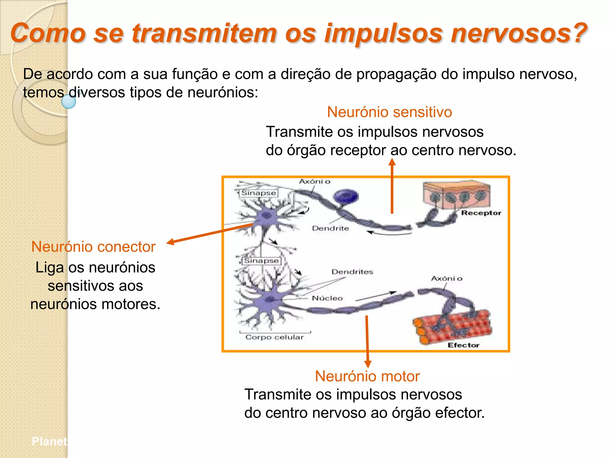 Como se transmitem os impulsos nervosos?
De acordo com a sua função e com a direção de propagação do impulso nervoso,
temos diversos tipos de neurónios:
                                           Neurónio sensitivo
                                   Transmite os impulsos nervosos
                                   do órgão receptor ao centro nervoso.




 Neurónio conector
  Liga os neurónios
    sensitivos aos
 neurónios motores.



                                        Neurónio motor
                              Transmite os impulsos nervosos
                              do centro nervoso ao órgão efector.
 Planeta Terra — 9.º ano
 