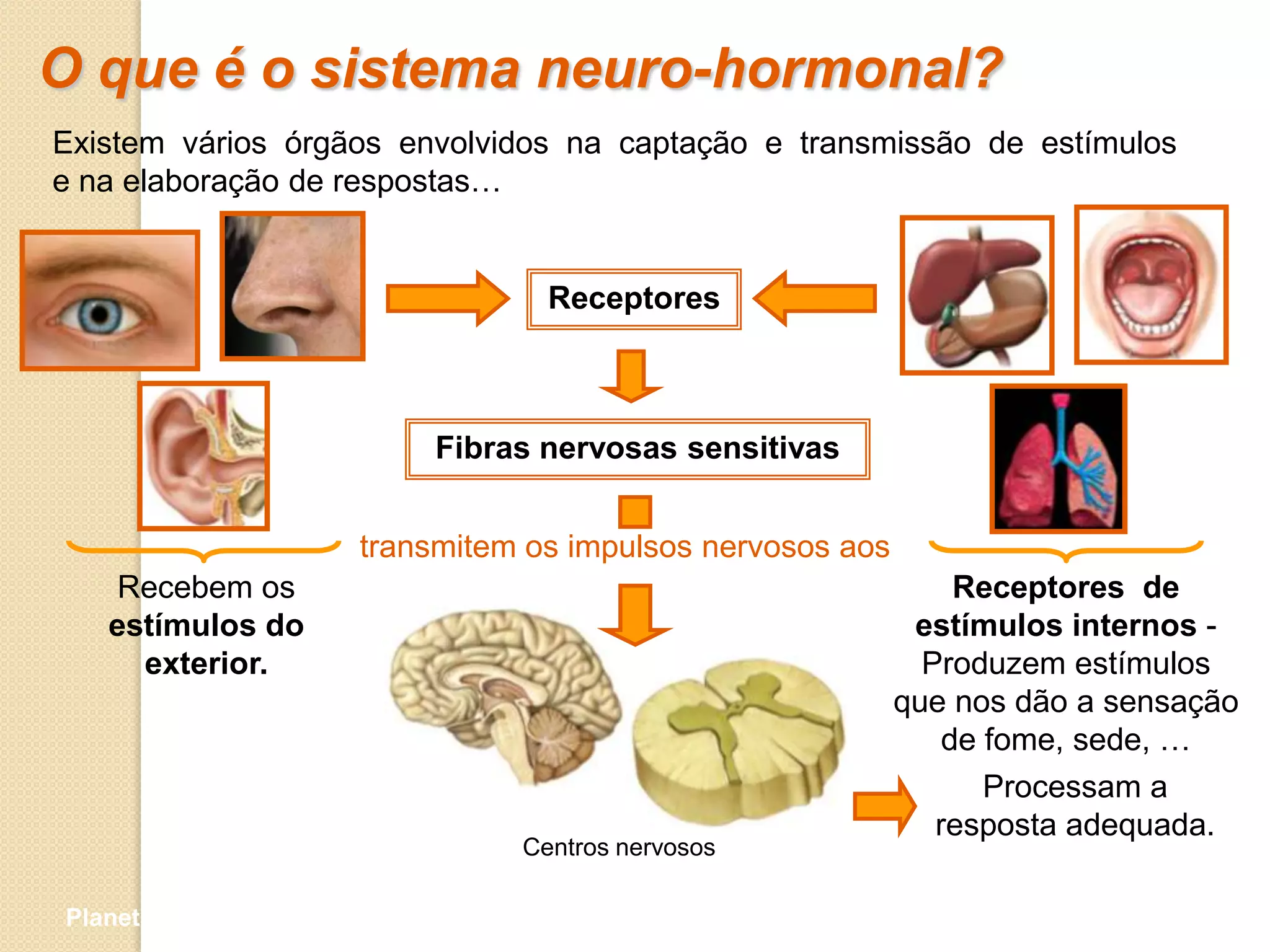 O que é o sistema neuro-hormonal?
Existem vários órgãos envolvidos na captação e transmissão de estímulos
e na elaboração de respostas…


                                      Receptores



                              Fibras nervosas sensitivas


                          transmitem os impulsos nervosos aos
    Recebem os                                                       Receptores de
   estímulos do                                                  estímulos internos -
     exterior.                                                    Produzem estímulos
                                                                que nos dão a sensação
                                                                    de fome, sede, …
                                                                       Processam a
                                                                   resposta adequada.
                                    Centros nervosos

Planeta Terra — 9.º ano
 