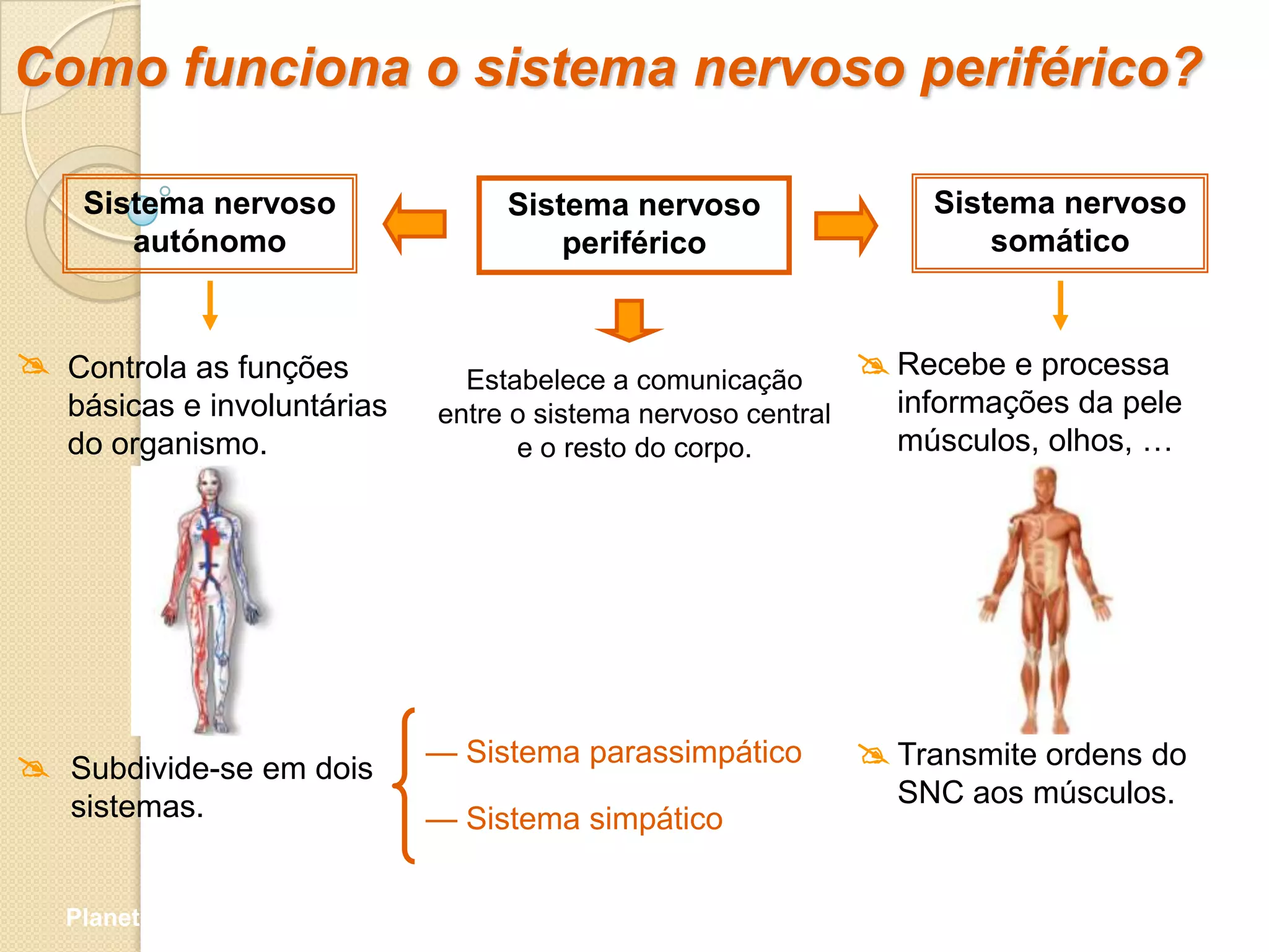Como funciona o sistema nervoso periférico?

    Sistema nervoso               Sistema nervoso                  Sistema nervoso
       autónomo                       periférico                       somático


 Controla as funções          Estabelece a comunicação
                                                                Recebe e processa
   básicas e involuntárias   entre o sistema nervoso central     informações da pele
   do organismo.                   e o resto do corpo.           músculos, olhos, …




 Subdivide-se em dois       — Sistema parassimpático           Transmite ordens do
   sistemas.                                                     SNC aos músculos.
                             — Sistema simpático


   Planeta Terra — 9.º ano
 