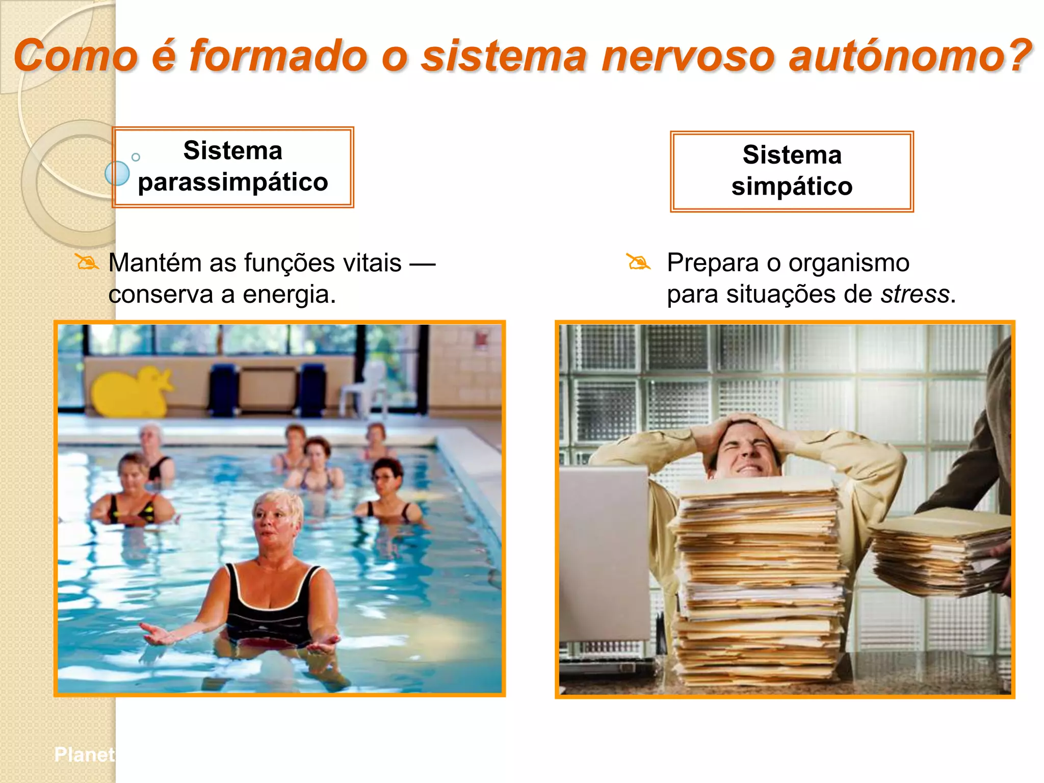 Como é formado o sistema nervoso autónomo?
            Sistema                        Sistema
         parassimpático                   simpático

    Mantém as funções vitais —    Prepara o organismo
      conserva a energia.            para situações de stress.




 Planeta Terra — 9.º ano
 